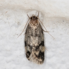 Barea (genus) (A concealer moth) at Melba, ACT - 13 Dec 2021 by kasiaaus