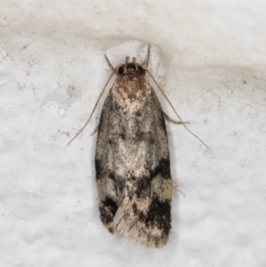 Barea (genus) at Melba, ACT - 13 Dec 2021 10:08 PM