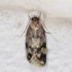 Barea (genus) at Melba, ACT - 13 Dec 2021