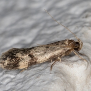 Barea (genus) at Melba, ACT - 13 Dec 2021