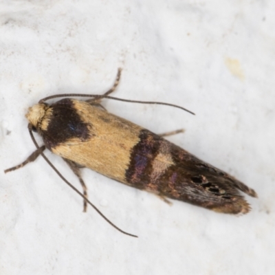 Eupselia satrapella and similar species (An Hypertrophid moth) at Melba, ACT - 14 Dec 2021 by kasiaaus