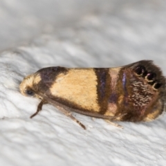 Eupselia satrapella and similar species at Melba, ACT - 14 Dec 2021 08:57 PM