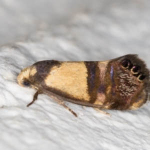 Eupselia satrapella and similar species at Melba, ACT - 14 Dec 2021 08:57 PM