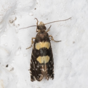 Glyphipterix chrysoplanetis at Melba, ACT - 14 Dec 2021