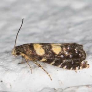 Glyphipterix chrysoplanetis at Melba, ACT - 14 Dec 2021