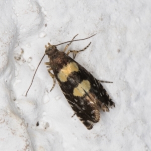 Glyphipterix chrysoplanetis at Melba, ACT - 14 Dec 2021