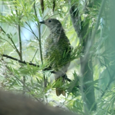 Ptilonorhynchus violaceus (Satin Bowerbird) at Aranda, ACT - 9 Feb 2022 by KMcCue