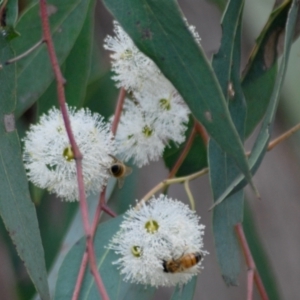 Eucalyptus macrorhyncha at Aranda, ACT - 9 Feb 2022