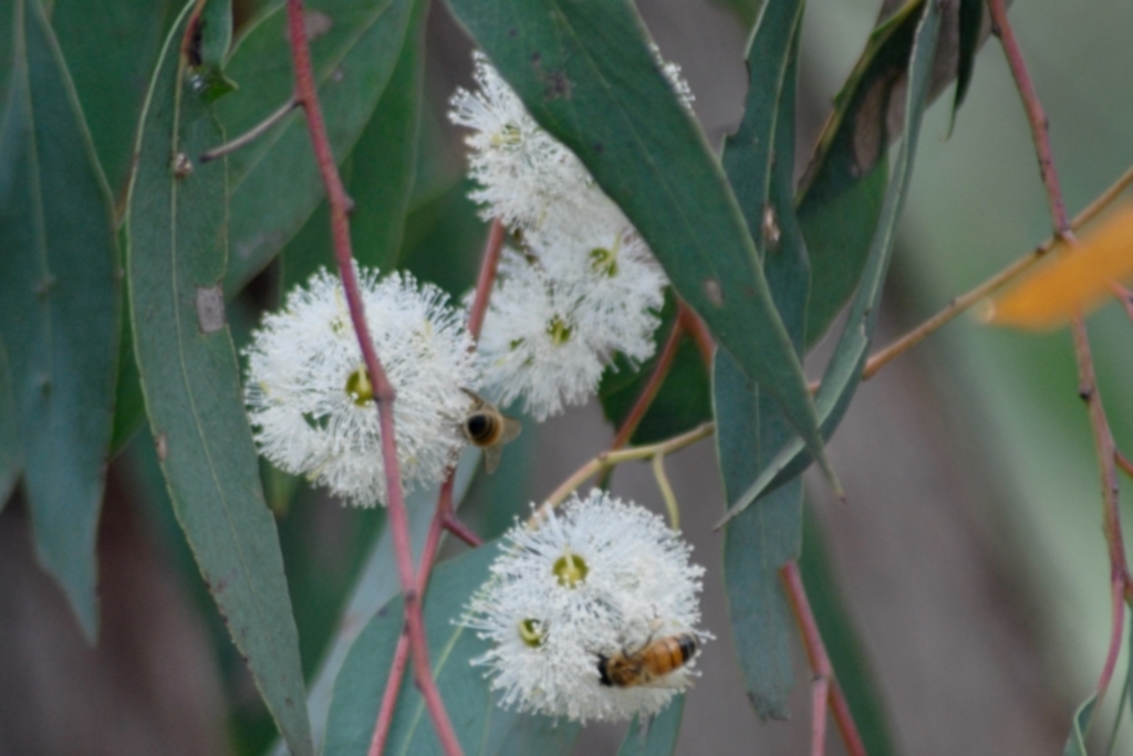 Eucalyptus macrorhyncha at Aranda, ACT - 9 Feb 2022