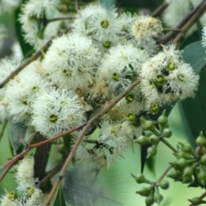 Eucalyptus macrorhyncha at Aranda, ACT - 9 Feb 2022