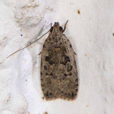 Ardozyga loemias (A Gelechioid moth) at Melba, ACT - 14 Dec 2021 by kasiaaus