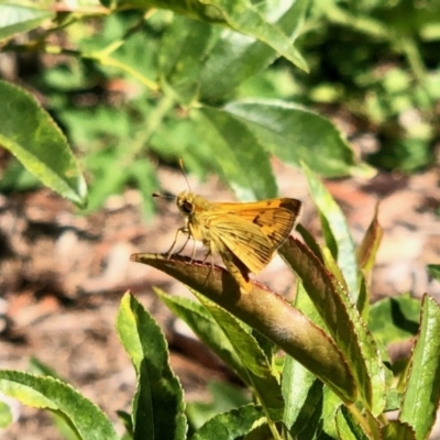 Ocybadistes walkeri (Green Grass-dart) at Aranda, ACT - 10 Feb 2022 by KMcCue