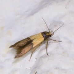 Stathmopoda callichrysa (A curved-horn moth) at Melba, ACT - 14 Dec 2021 by kasiaaus