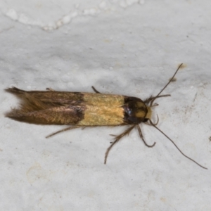 Stathmopoda callichrysa at Melba, ACT - 14 Dec 2021 09:04 PM