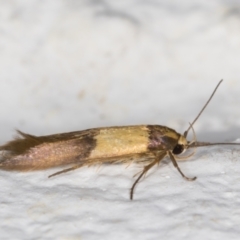 Stathmopoda callichrysa at Melba, ACT - 14 Dec 2021 09:04 PM