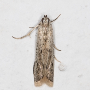 Phycitinae (subfamily) at Melba, ACT - 14 Dec 2021 11:07 PM