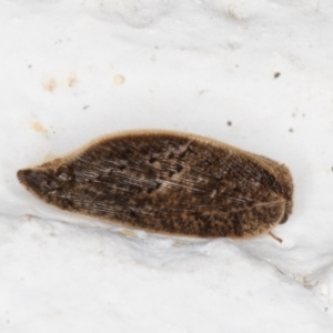 Hemerobiidae sp. (family) at Melba, ACT - 14 Dec 2021