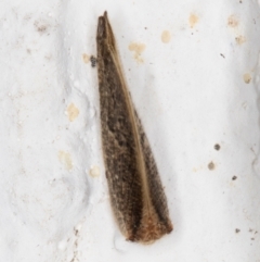 Hemerobiidae sp. (family) at Melba, ACT - 14 Dec 2021