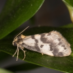Anestia (genus) (A tiger moth) at Melba, ACT - 14 Dec 2021 by kasiaaus