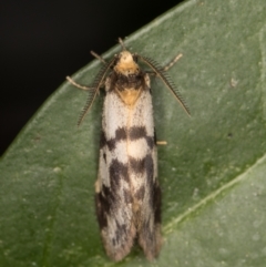 Anestia (genus) at Melba, ACT - 14 Dec 2021 11:14 PM