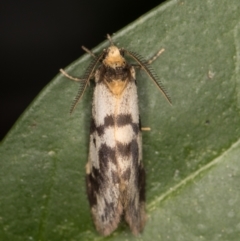 Anestia (genus) at Melba, ACT - 14 Dec 2021
