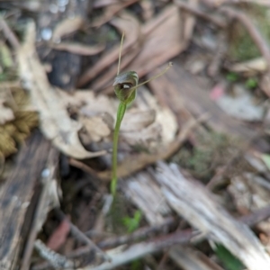 Pterostylis pedunculata at Paddys River, ACT - 2 Nov 2020