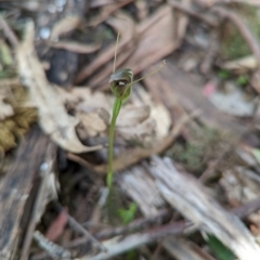 Pterostylis pedunculata (Maroonhood) at Paddys River, ACT - 2 Nov 2020 by mainsprite