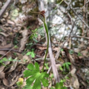 Pterostylis pedunculata at Paddys River, ACT - 2 Nov 2020