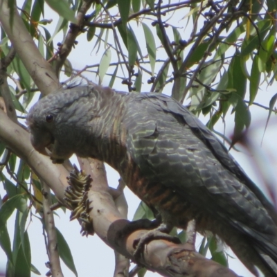 Callocephalon fimbriatum (Gang-gang Cockatoo) at Booth, ACT - 9 Feb 2022 by Christine