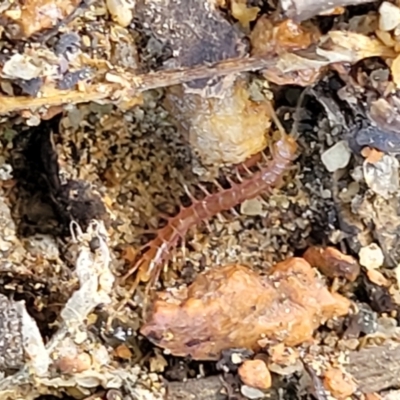 Lithobiomorpha (order) (Unidentified stone centipede) at Sullivans Creek, Lyneham South - 10 Feb 2022 by trevorpreston