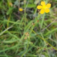 Hypericum sp. at Griffith, ACT - 10 Feb 2022 by SRoss