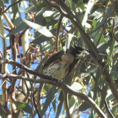 Pyrrholaemus sagittatus (Speckled Warbler) at Stromlo, ACT - 9 Feb 2022 by HelenCross