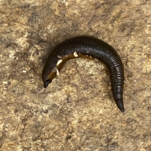 Hirudinidae sp. (family) at Googong, NSW - 10 Feb 2022