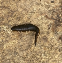 Hirudinidae sp. (family) at Googong, NSW - 10 Feb 2022