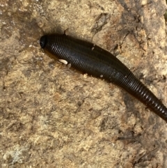 Hirudinidae sp. (family) at Googong, NSW - 10 Feb 2022