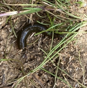 Hirudinidae sp. (family) at Googong, NSW - 10 Feb 2022