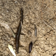 Hirudinidae sp. (family) at Googong, NSW - 10 Feb 2022