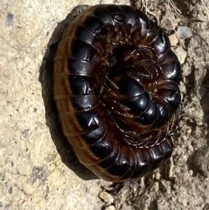 Gigantowales chisholmi at Googong, NSW - 10 Feb 2022