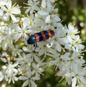 Castiarina crenata at Googong, NSW - 10 Feb 2022 10:39 AM