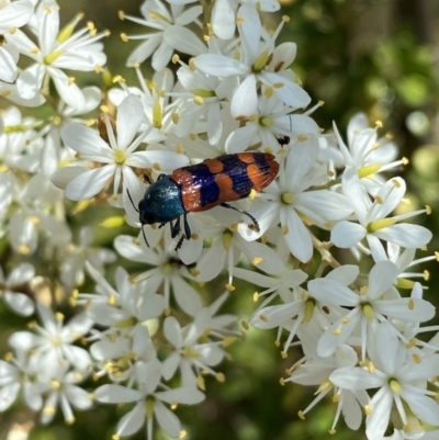Castiarina crenata (Jewel beetle) at QPRC LGA - 9 Feb 2022 by Steve_Bok