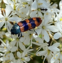 Castiarina crenata at Googong, NSW - 10 Feb 2022