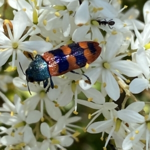 Castiarina crenata at Googong, NSW - 10 Feb 2022 10:39 AM