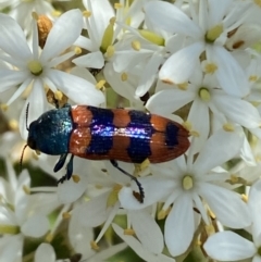 Castiarina crenata at Googong, NSW - 10 Feb 2022 10:39 AM