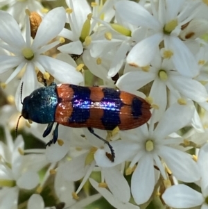 Castiarina crenata at Googong, NSW - 10 Feb 2022