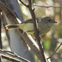 Acanthiza reguloides (Buff-rumped Thornbill) at Stromlo, ACT - 9 Feb 2022 by HelenCross