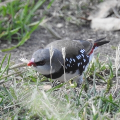 Stagonopleura guttata (Diamond Firetail) at Stromlo, ACT - 10 Feb 2022 by HelenCross