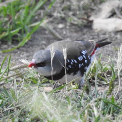 Stagonopleura guttata (Diamond Firetail) at Stromlo, ACT - 10 Feb 2022 by HelenCross