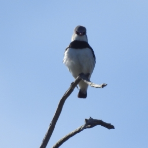 Stagonopleura guttata at Stromlo, ACT - 10 Feb 2022