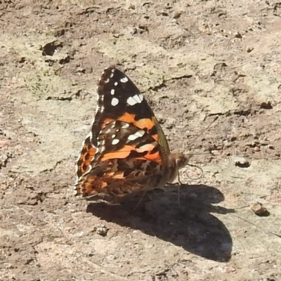 Vanessa kershawi (Australian Painted Lady) at Stromlo, ACT - 10 Feb 2022 by HelenCross