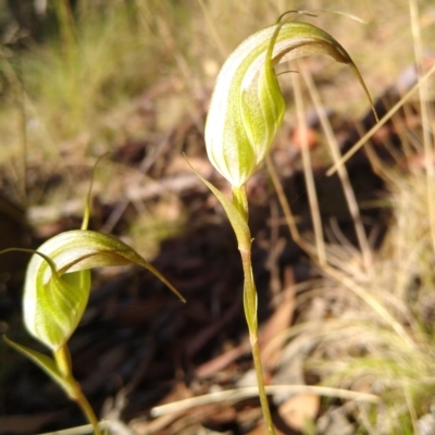 Diplodium reflexum (Dainty Greenhood) at MTR591 at Gundaroo - 10 Feb 2022 by MaartjeSevenster